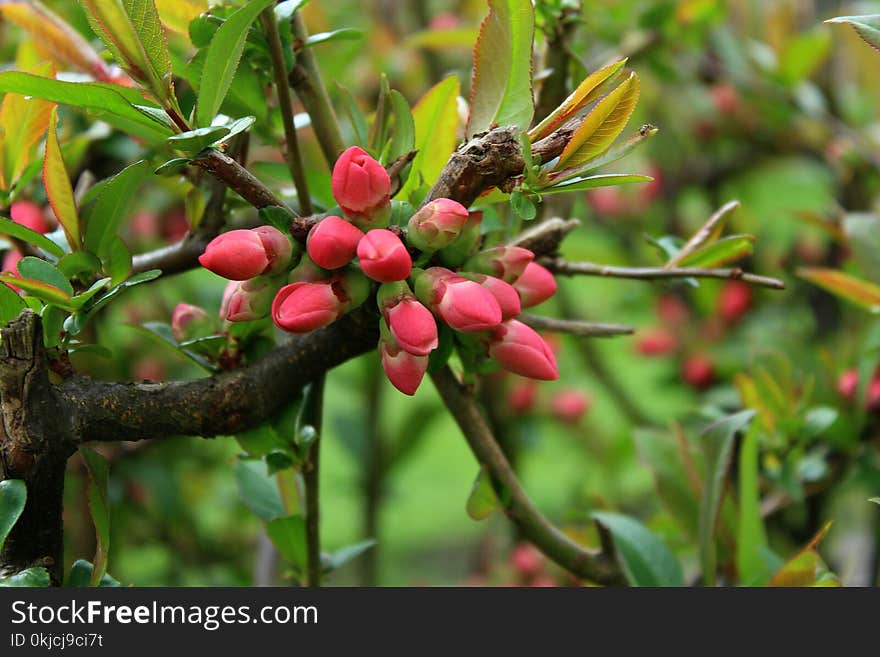 Plant, Flora, Pistacia Lentiscus, Heteromeles