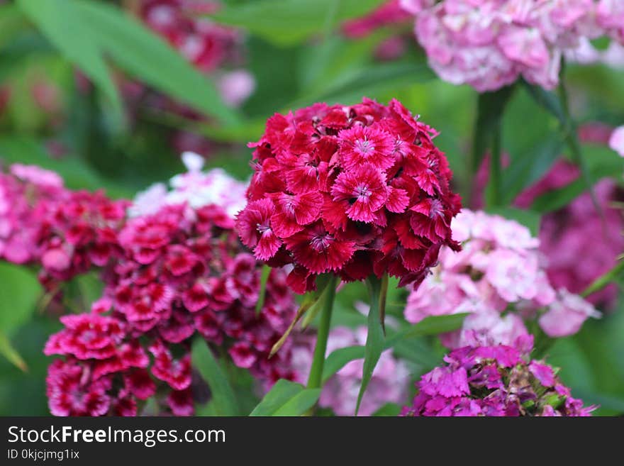 Flower, Pink, Plant, Flora