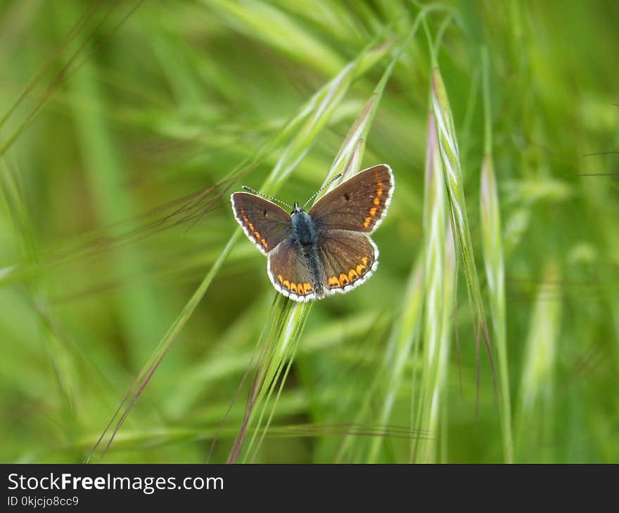 Butterfly, Insect, Lycaenid, Moths And Butterflies