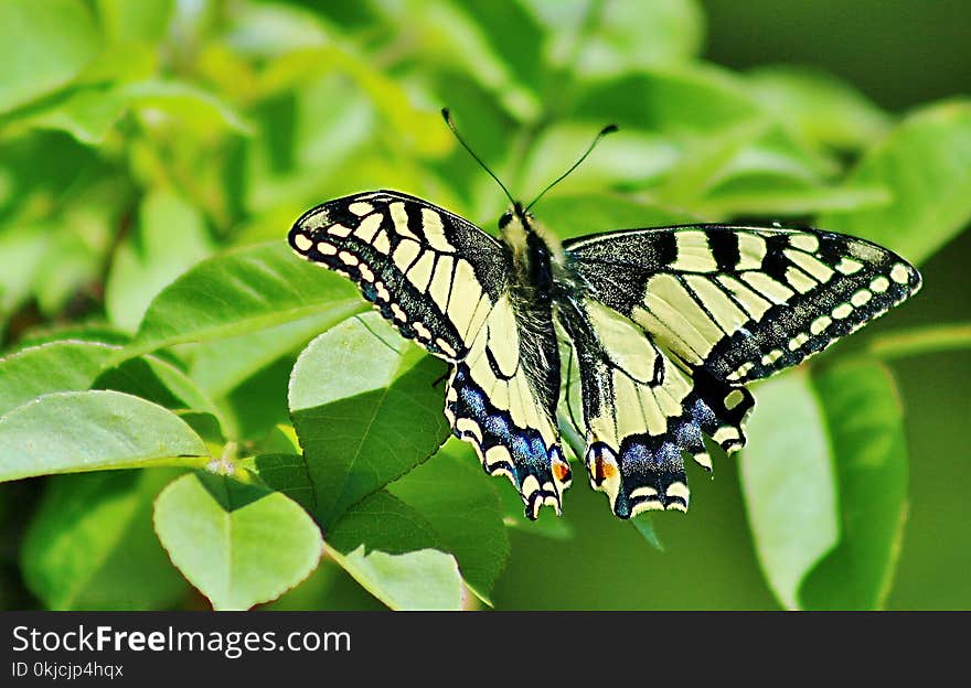 Butterfly, Insect, Moths And Butterflies, Brush Footed Butterfly