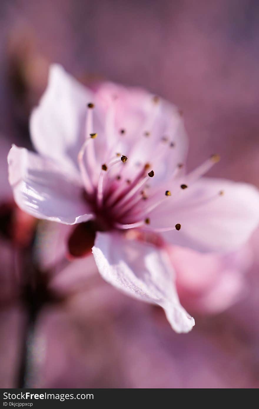 Blossom, Pink, Flower, Spring