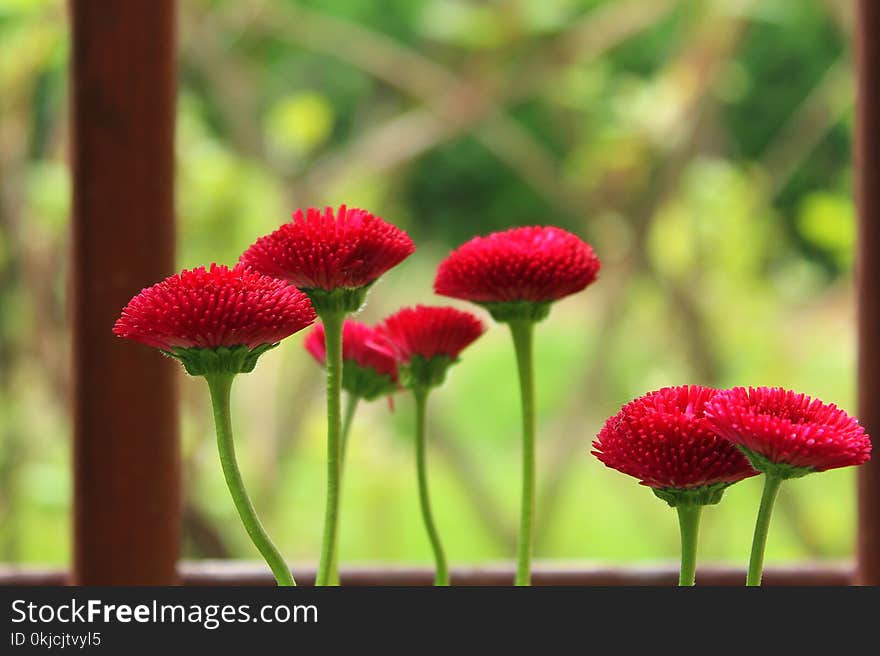 Flower, Flora, Plant, Close Up