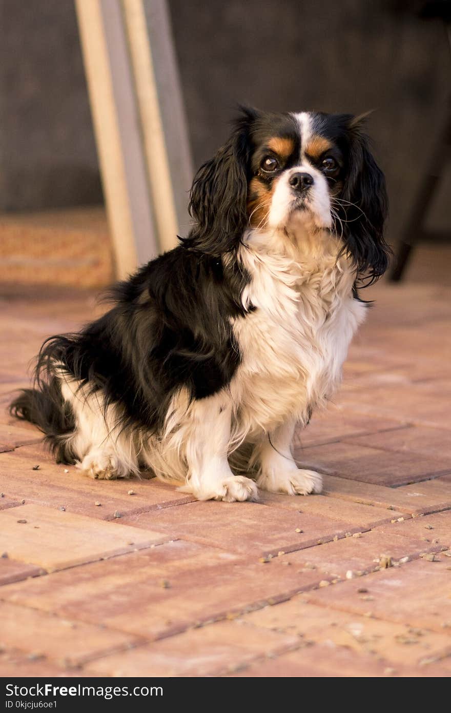 Dog, Dog Like Mammal, Dog Breed, King Charles Spaniel