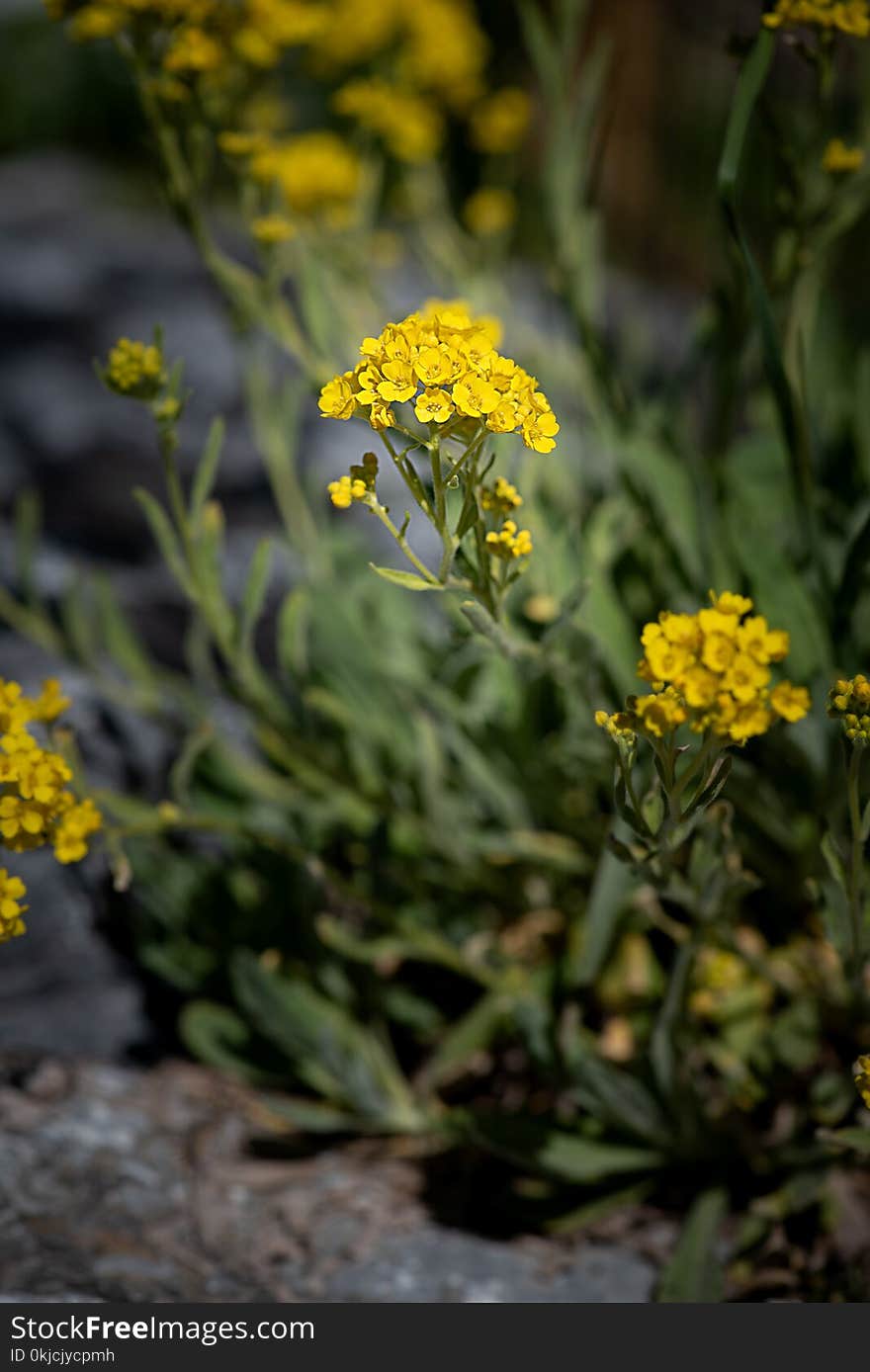 Flower, Plant, Yellow, Flora