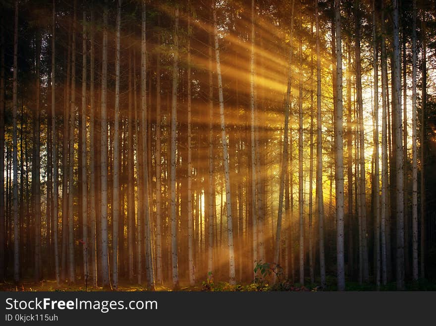 Nature, Forest, Light, Sunlight