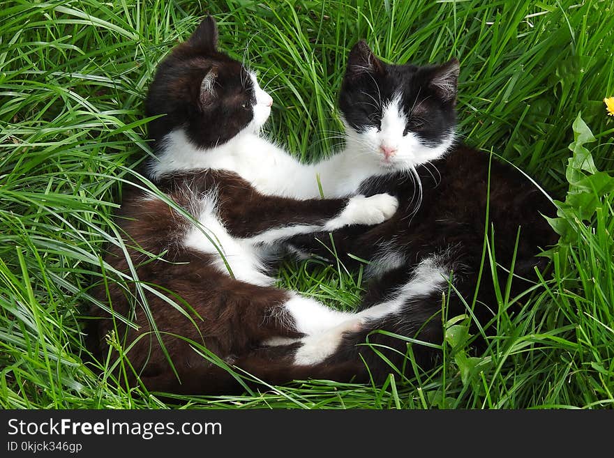 Cat, Fauna, Small To Medium Sized Cats, Grass