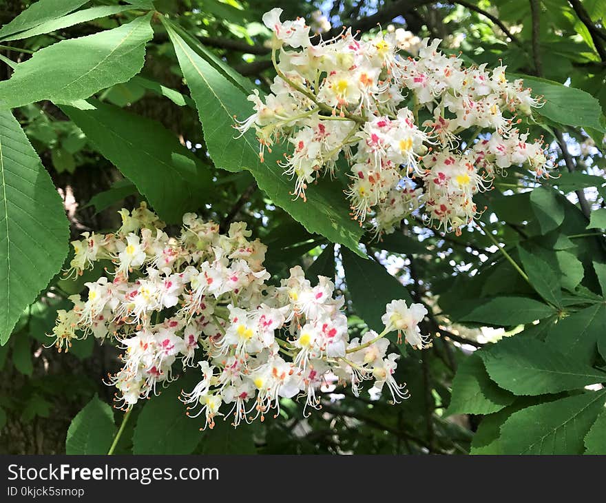 Plant, Flora, Flower, Flowering Plant