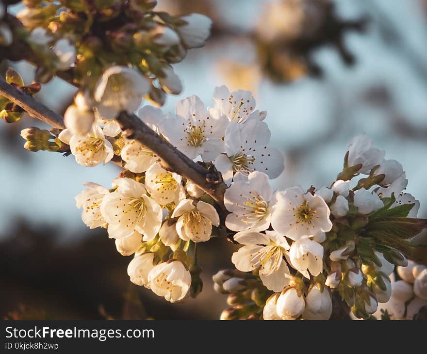 Blossom, Spring, Cherry Blossom, Branch