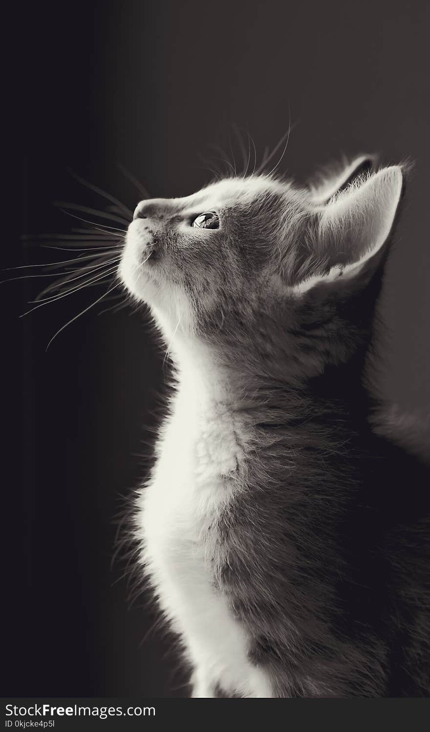 Cat, Whiskers, Black And White, Monochrome Photography