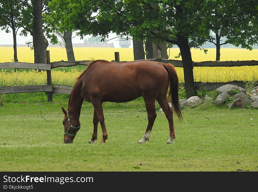 Horse, Pasture, Grazing, Bridle