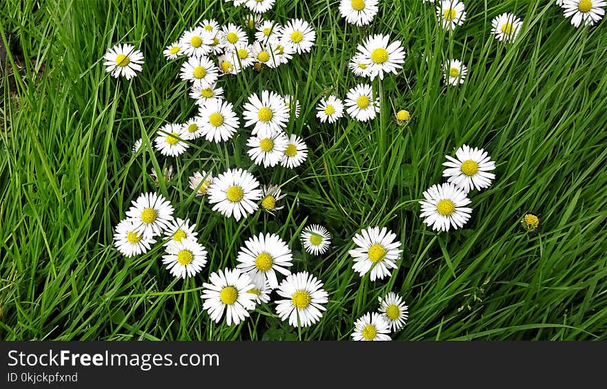 Flower, Grass, Oxeye Daisy, Plant