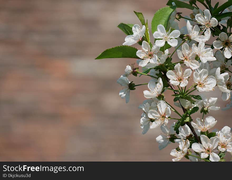 Blossom, Branch, Spring, Flower