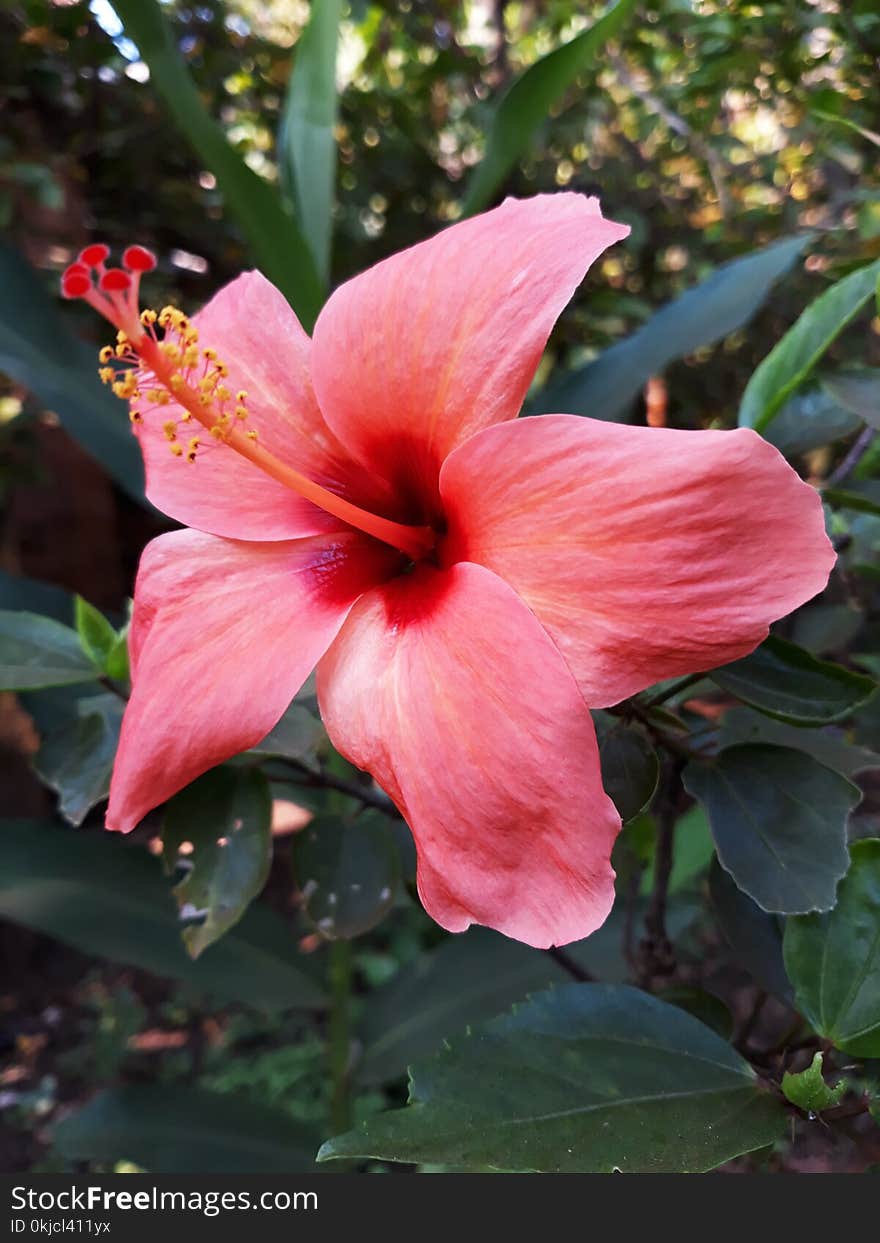 Flower, Plant, Hibiscus, Flowering Plant