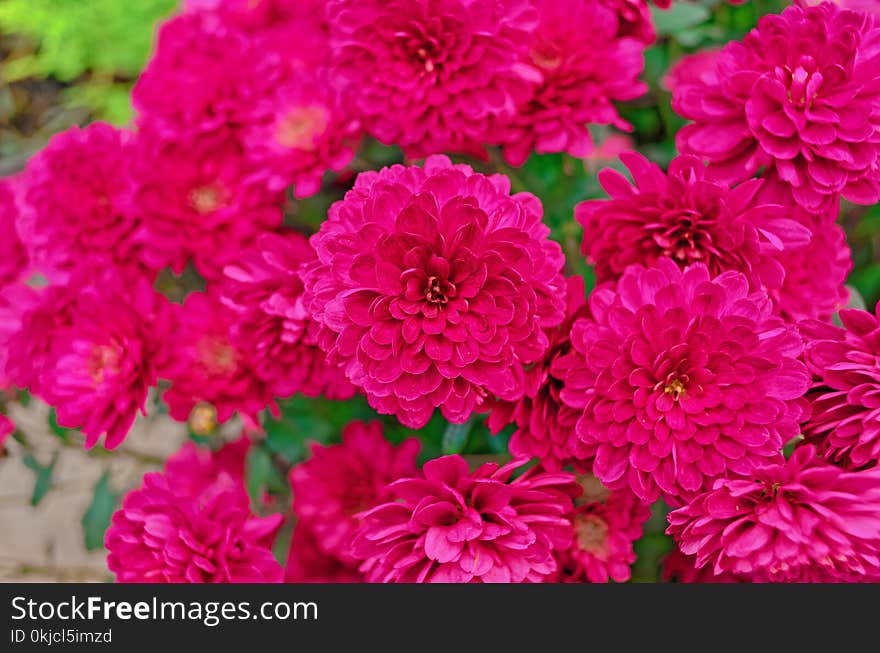 Flower, Pink, Plant, Flowering Plant