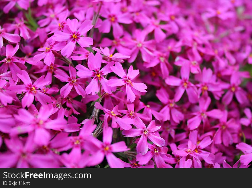 Flower, Pink, Plant, Flora