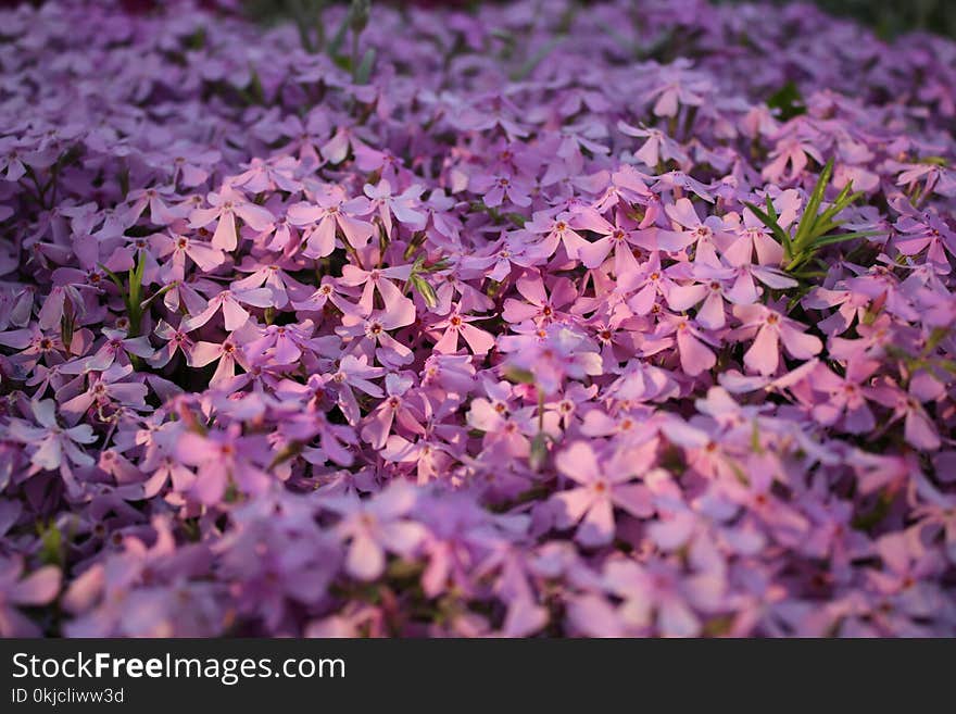 Flower, Plant, Purple, Lilac