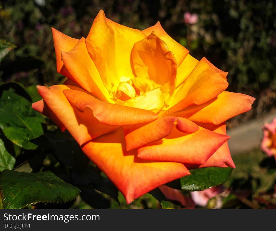 Flower, Rose Family, Yellow, Rose