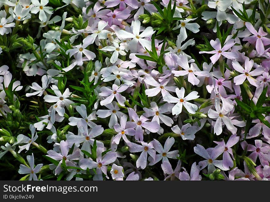 Flower, Plant, Flora, Flowering Plant