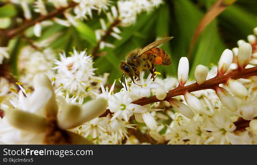 Bee, Honey Bee, Insect, Flora