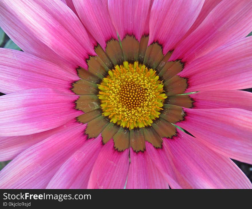 Flower, Flora, Petal, Close Up