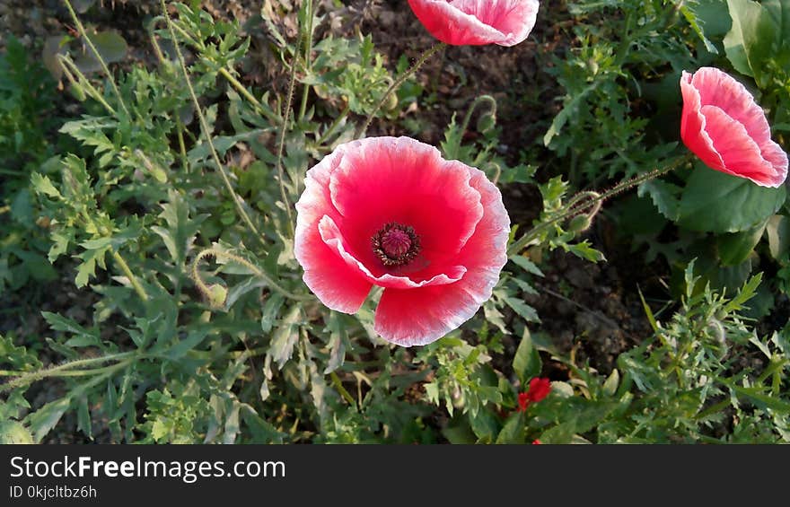 Flower, Plant, Wildflower, Poppy