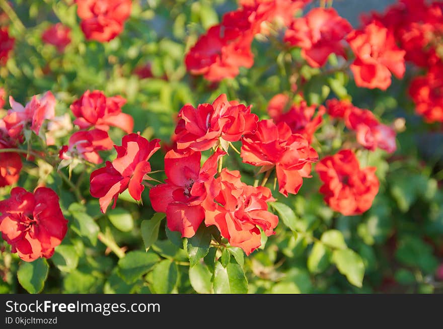 Flower, Plant, Rose Family, Rose