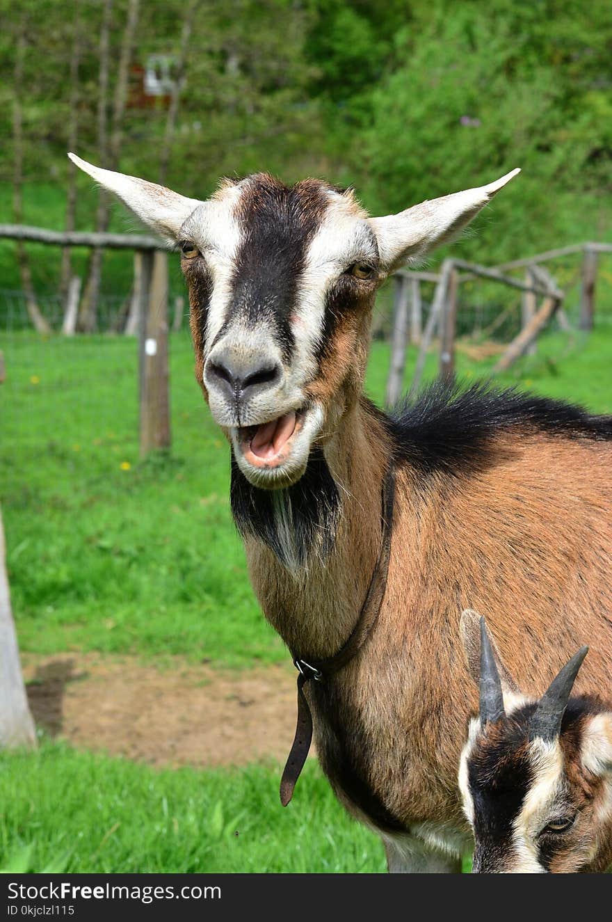 Goats, Goat, Fauna, Cow Goat Family