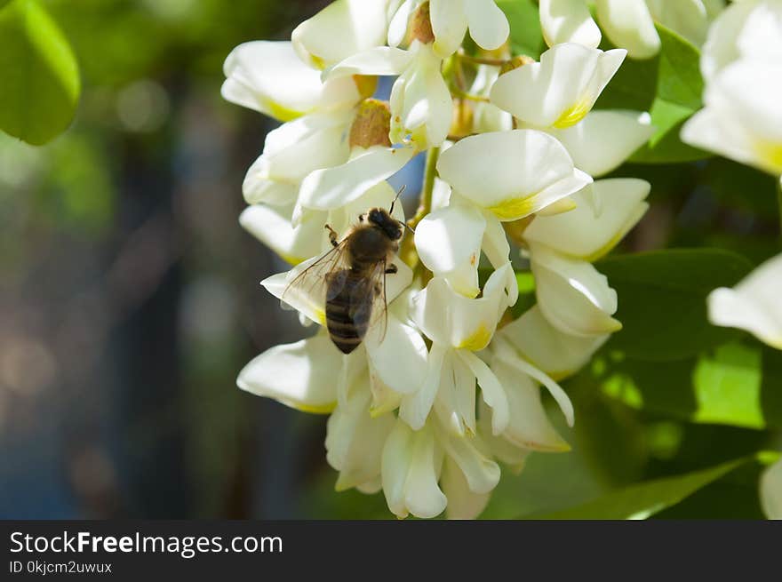 Bee, Honey Bee, Flower, Flora