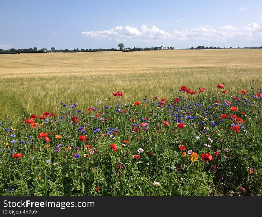 Ecosystem, Field, Grassland, Wildflower