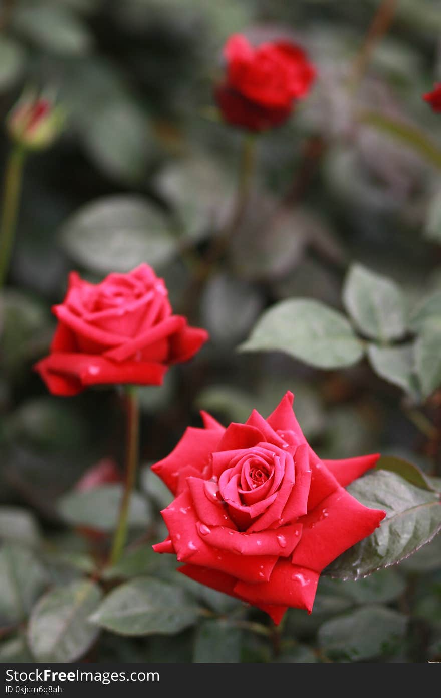 Rose, Flower, Rose Family, Garden Roses