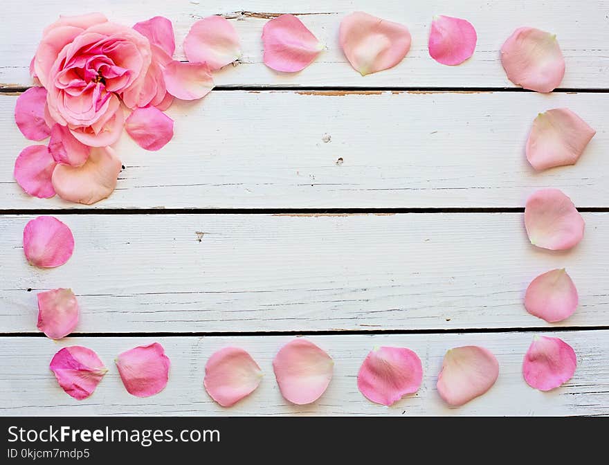 Pink, Petal, Flower, Sugar Paste