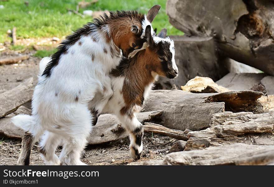 Goats, Goat, Wildlife, Livestock