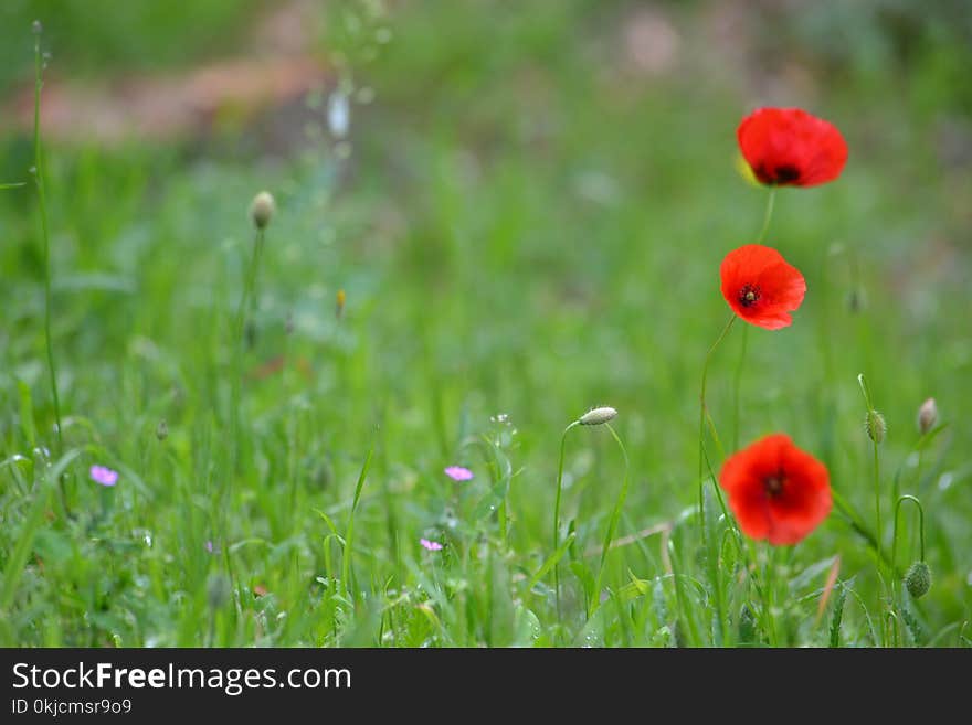 Flower, Wildflower, Meadow, Ecosystem