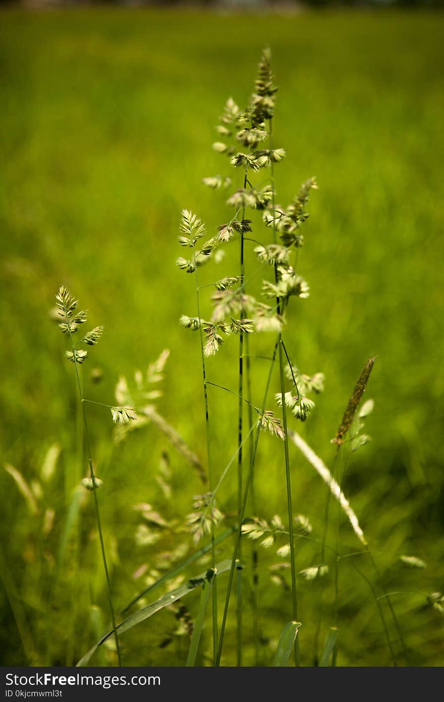 Grass, Plant, Vegetation, Flora