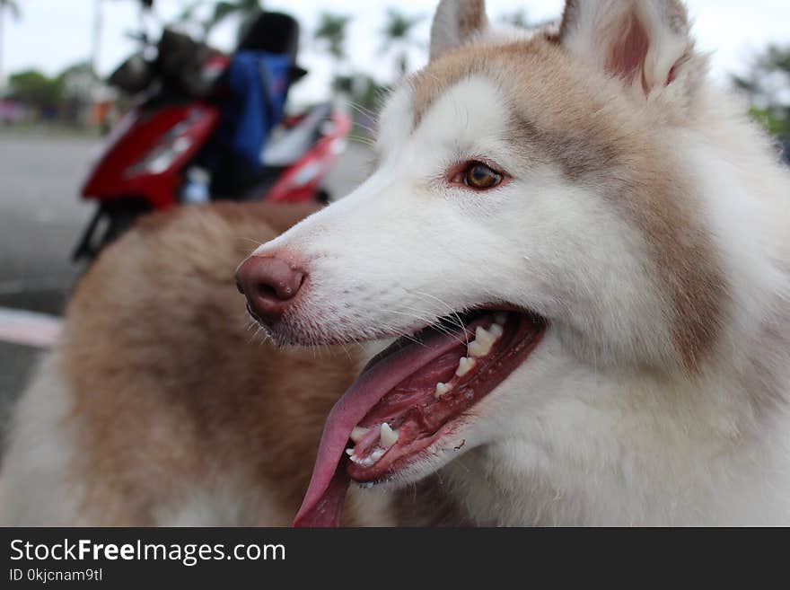 Siberian Husky, Sakhalin Husky, Dog, Dog Breed