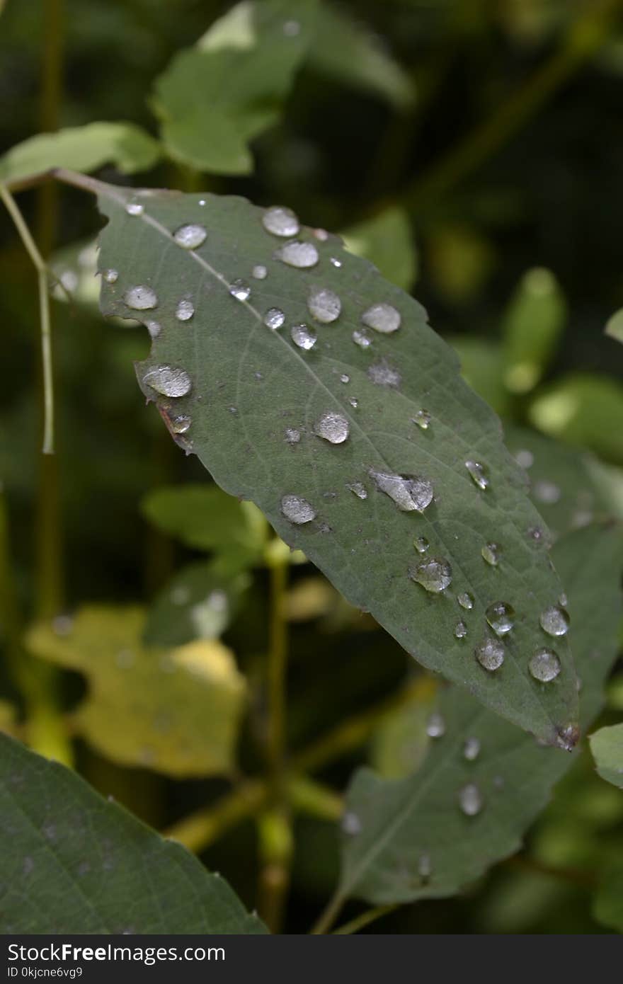 Water, Leaf, Dew, Drop