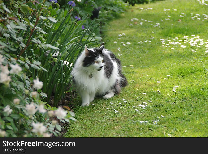 Cat, Grass, Small To Medium Sized Cats, Lawn