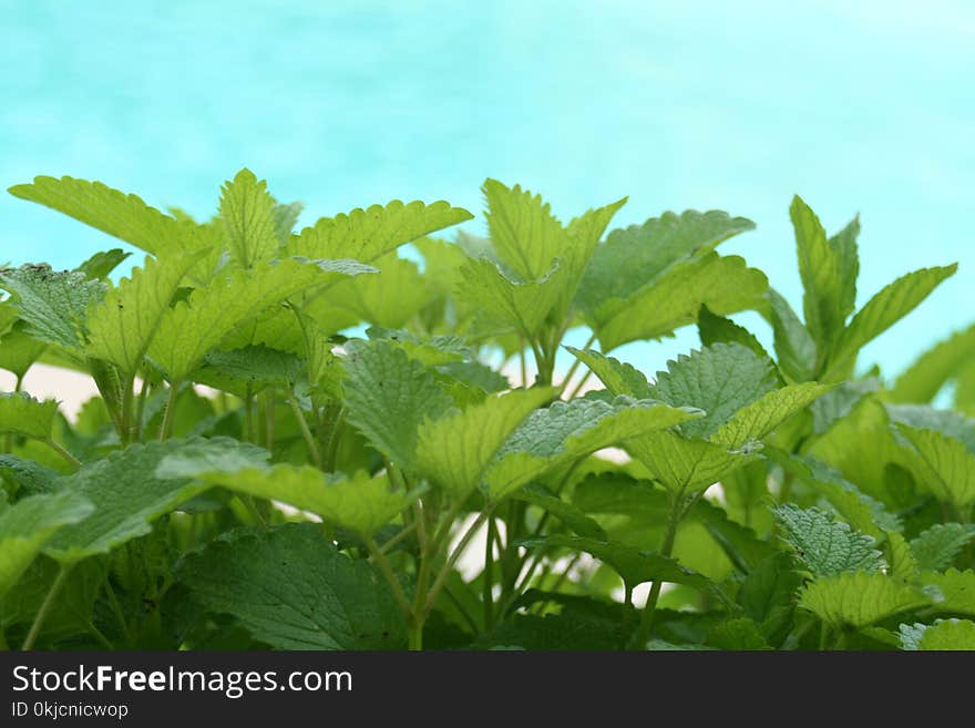 Vegetation, Plant, Leaf, Herb