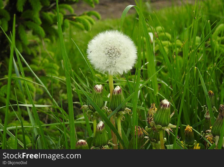 Grass, Vegetation, Plant, Flora