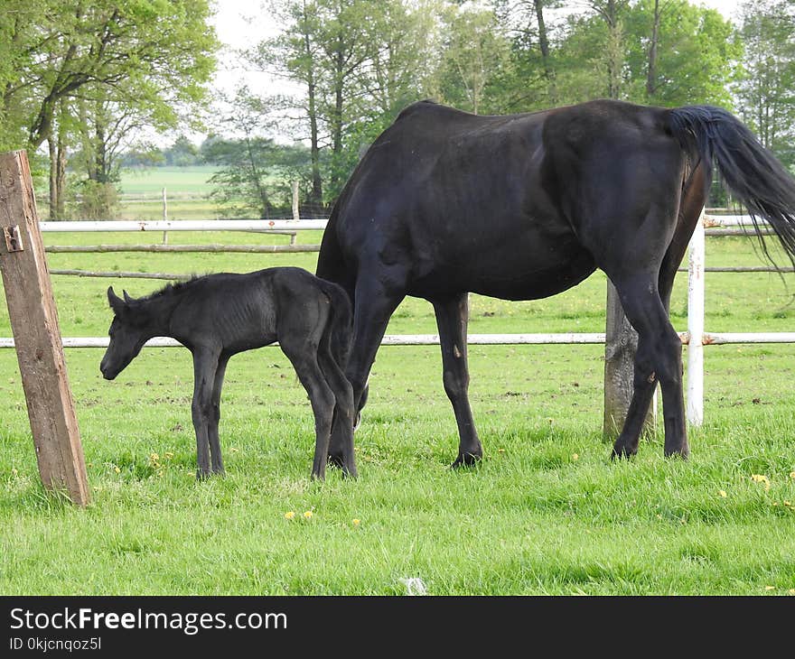 Horse, Mare, Pasture, Horse Like Mammal