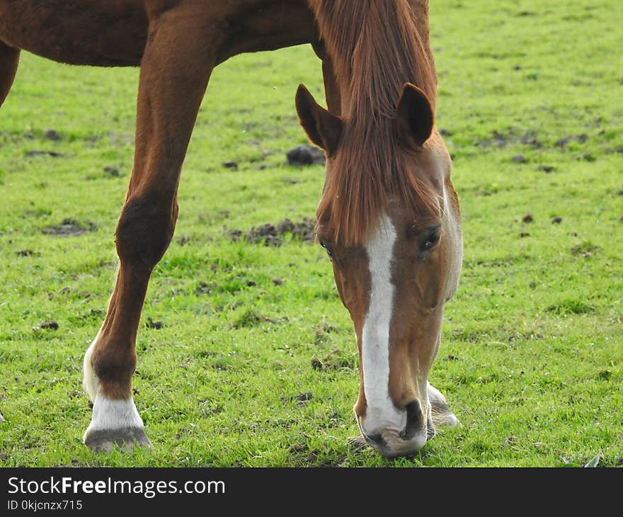 Grazing, Horse, Pasture, Grassland