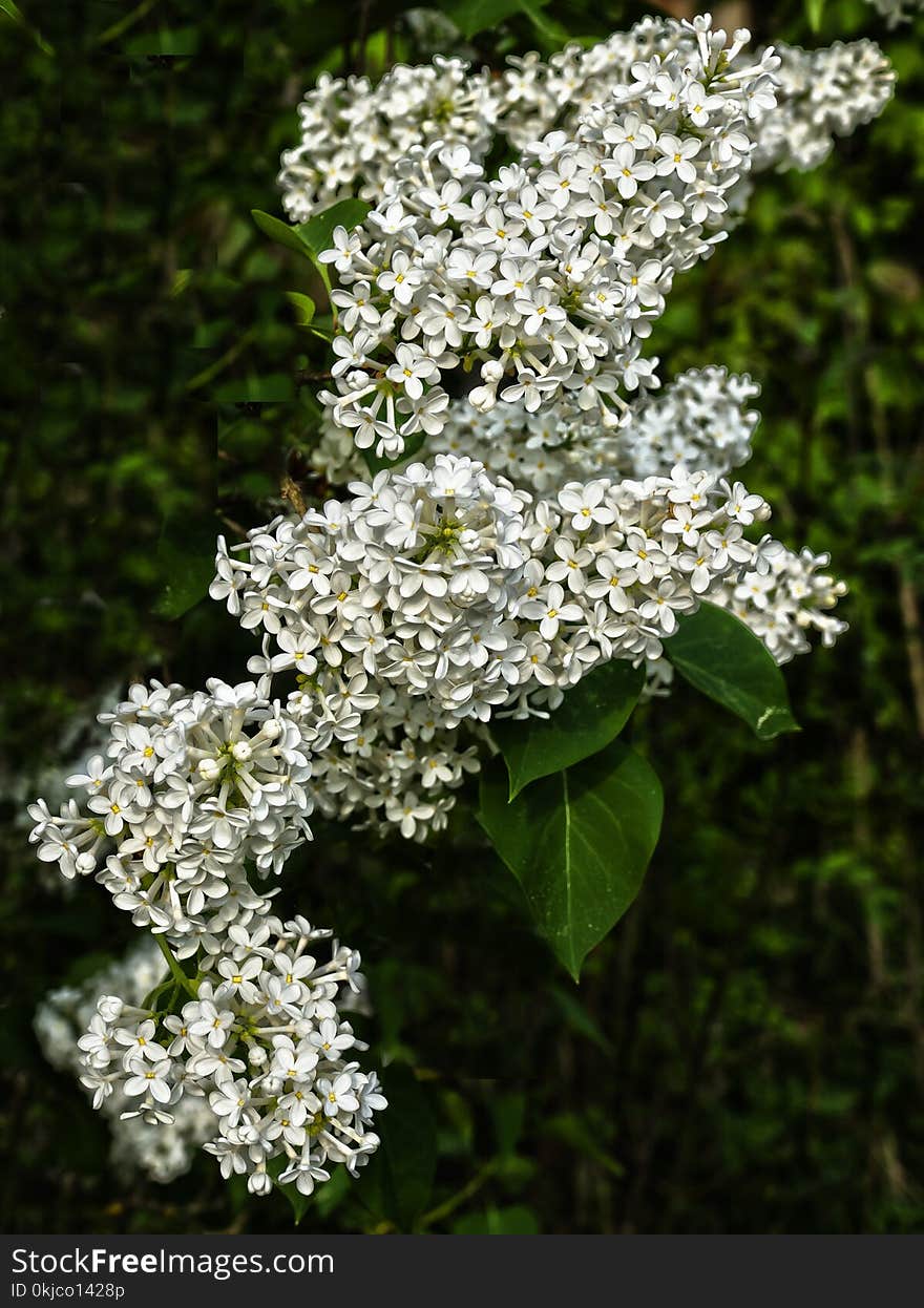 Plant, Cow Parsley, Flower, Anthriscus