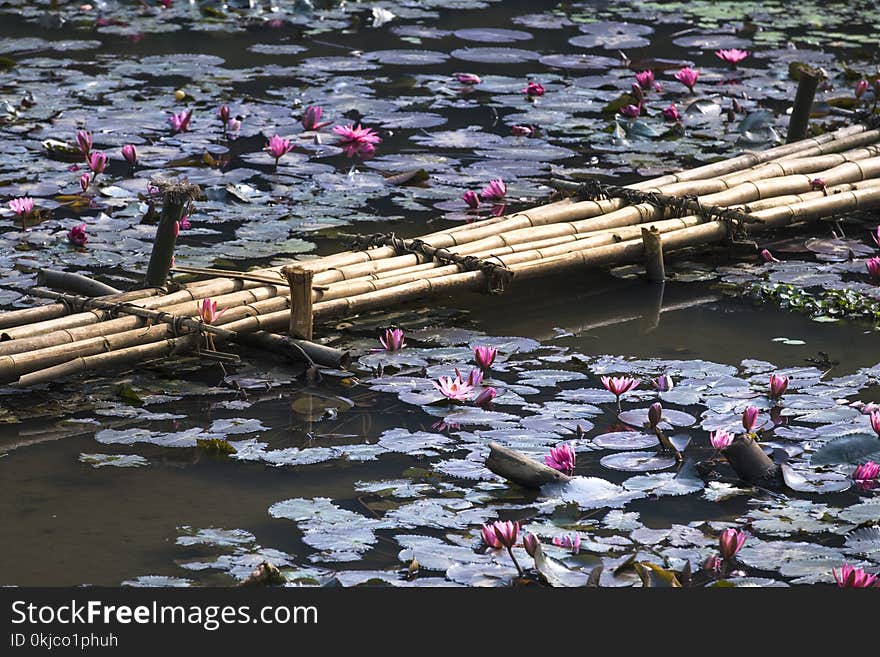 Water, Waterway, River, Pond