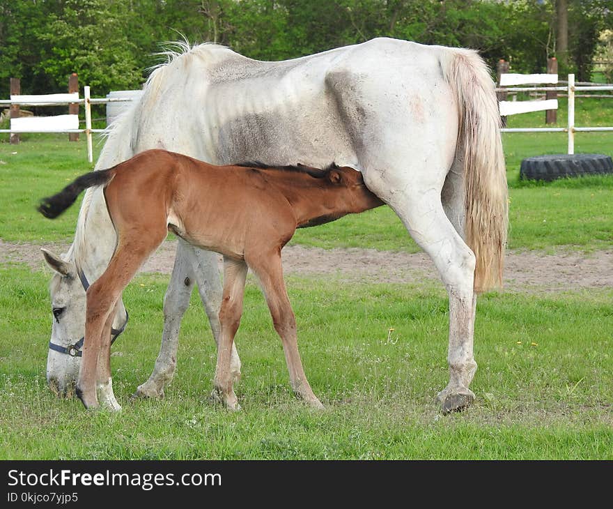 Horse, Mare, Pasture, Foal