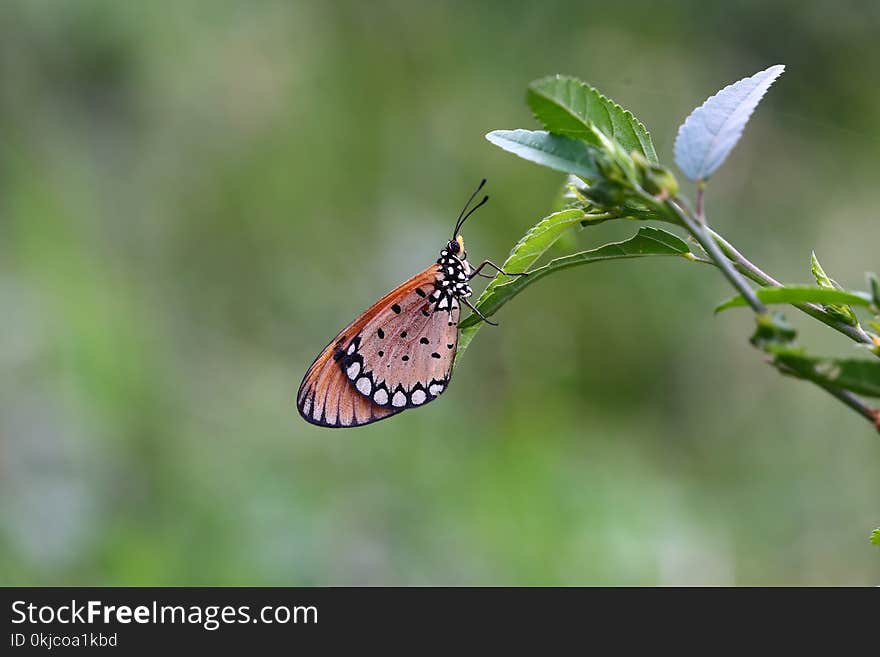 Butterfly, Insect, Moths And Butterflies, Lycaenid