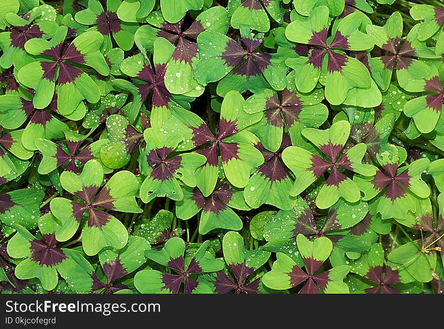 Plant, Leaf, Flora, Flower