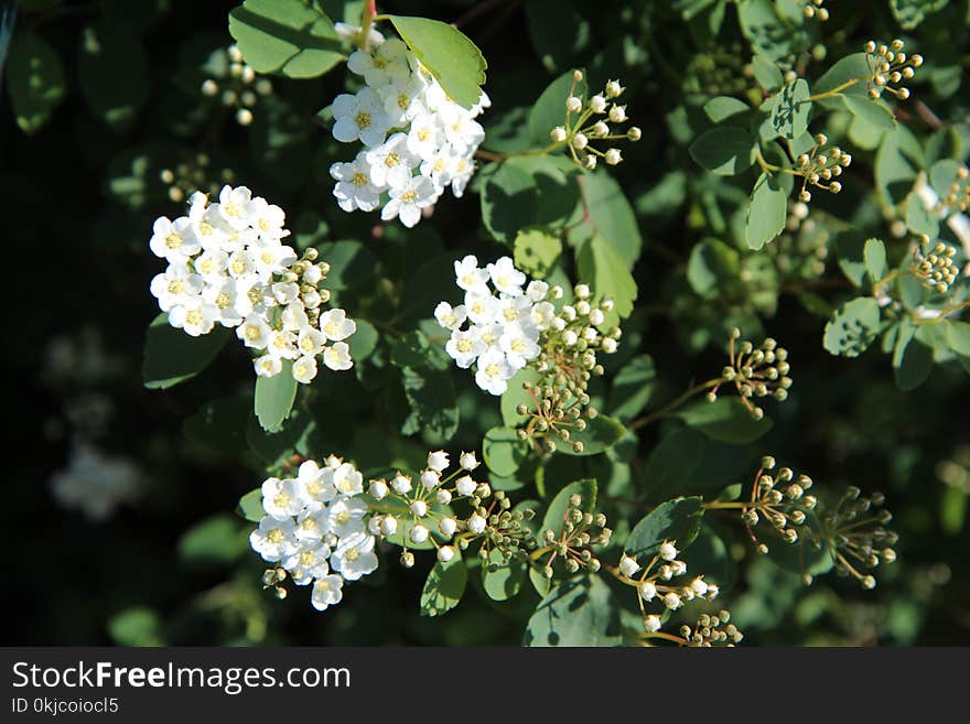 Plant, Flower, Flora, Cow Parsley