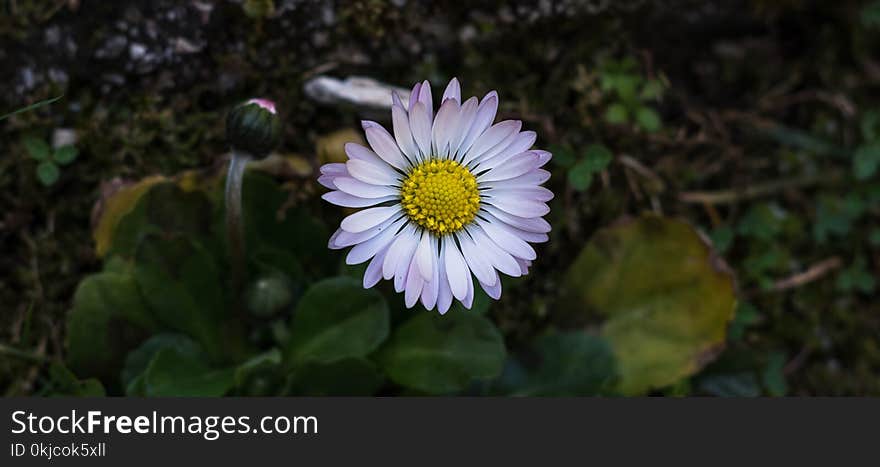 Flower, Flora, Plant, Aster