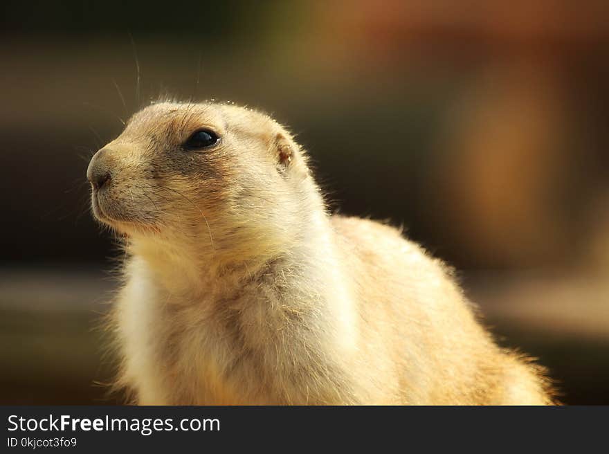 Mammal, Prairie Dog, Fauna, Whiskers