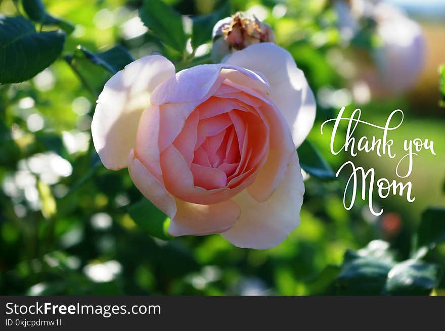 Rose, Rose Family, Flower, Flowering Plant